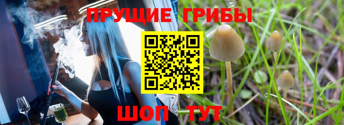 Псилоцибиновые грибы Psilocybine cubensis Можга